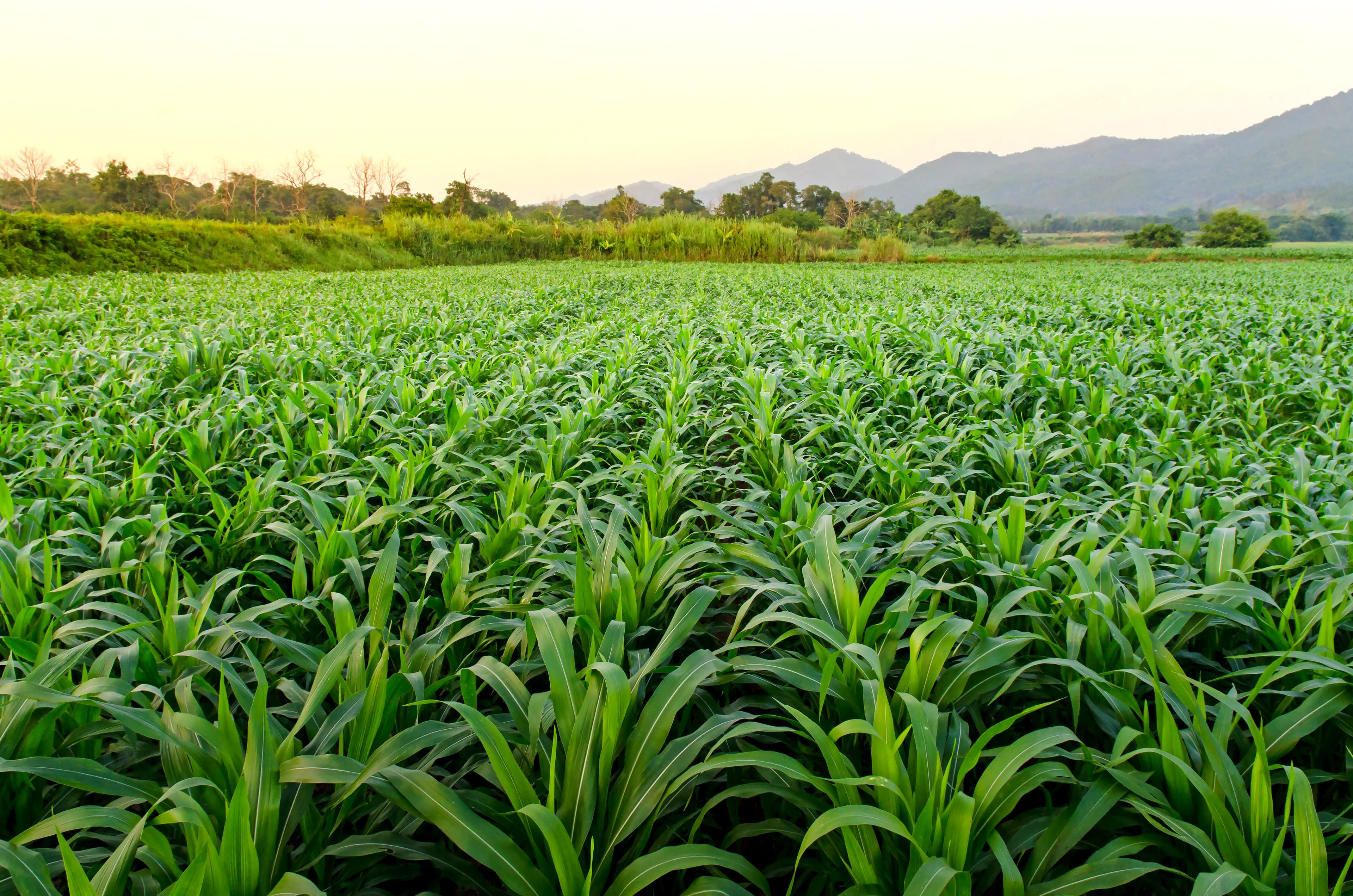 Agricultural scene 2